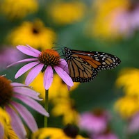 Butterfly on some flowers